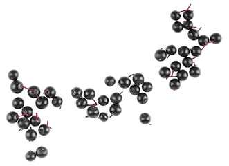 Fresh berries of Sambucus isolated on a white background, top view. European black elderberry.