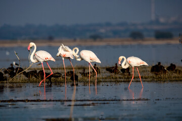 Beautiful flamingo near back water. wall mounting of flamingo bird. background picture of bird. Beautiful wings of flying flamingo. Wall poster of flamingo bird. Migratory bird in Bhigwan, India.