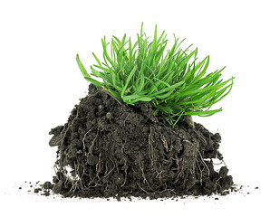 Young green grass in black soil isolated on a white background