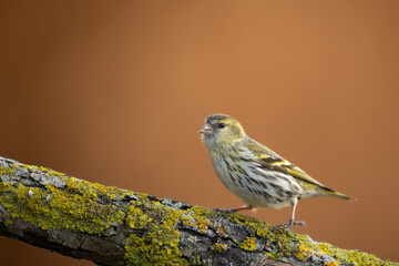 Bird Siskin Carduelis spinus female, small yellow bird, winter time in Poland Europe