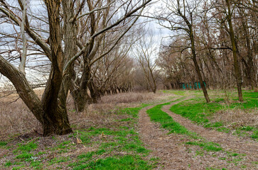 Obraz premium acacia alley in spring. Landscape
