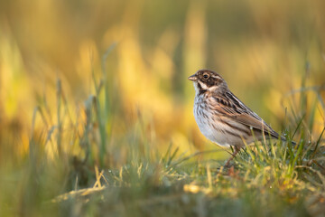 Bird female Reed Bunting Emberiza schoeniclus, spring time, Poland Europe