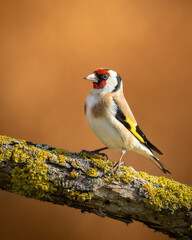 Bird Goldfinch Carduelis carduelis , small amazing bird, winter time in Poland Europe
