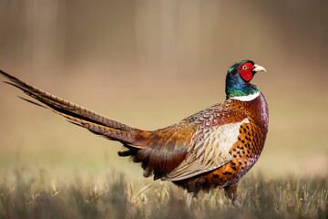 Common pheasant Phasianus colchius Ring-necked pheasant in natural habitat, grassland in early spring
