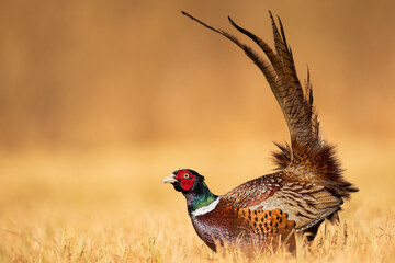Common pheasant Phasianus colchius Ring-necked pheasant in natural habitat, grassland in early spring