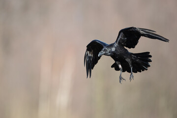 Bird beautiful flying raven Corvus corax North Poland Europe