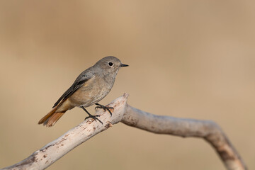 The Common Redstart female (Phoenicurus phoenicurus).