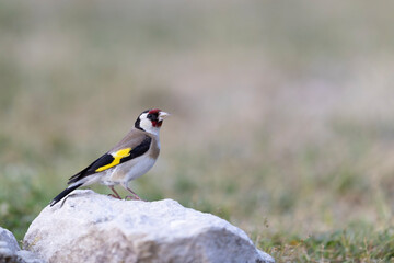 The European goldfinch or the goldfinch (Carduelis carduelis)