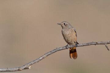 The Common Redstart female (Phoenicurus phoenicurus).