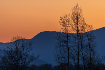Obraz premium Silhouette of a tree against the light at sunset.