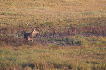 The male red deer (Cervus elaphus) stag or hart.