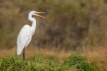 Great egret (Ardea alba) stinking its feathers in swamp.