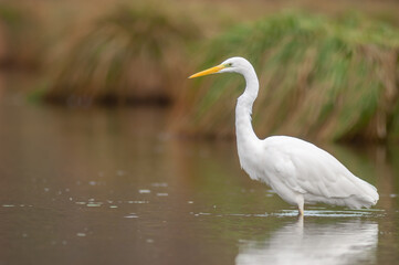 Fototapeta na wymiar Great egret (Ardea alba) fishing in a river.