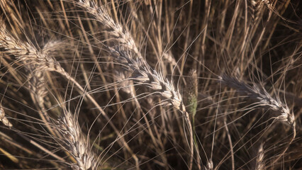 golden wheat field and sunny day. Ears of golden wheat closeup. Harvest concept. Beautiful Nature Sunset Landscape. Rural Scenery under Shining Sunlight. ripening ears of wheat field