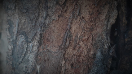 Wooden texture. Dark wooden texture. Rustic three dimensional wood texture. Rustic wood texture. Wood background. Wooden plank floor background