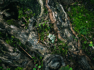 tree roots in the forest