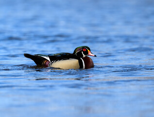 Male Wood Duck swimming in blue water