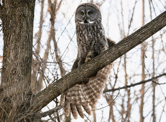 Great Gray Owl on tree branch stretching its wings