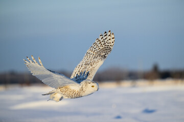Female Snowy Owl in flight over farmer's field 