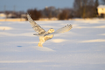 Female Snowy Owl taking off from snow 