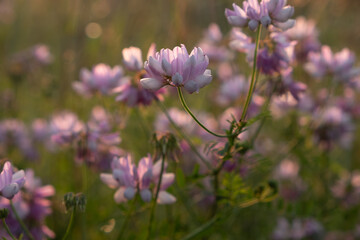 macro shooting purple mountain flowers
