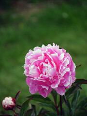 Paeonia 'Peony' Mountain. '