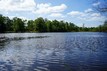 Fototapeta premium Ripples on the surface of the lake with a woodland background