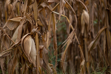 corn stalks with foliage and dry ears