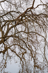 tree branches full of parasites