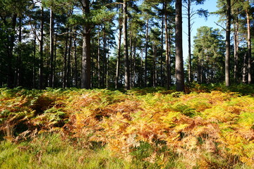 Yellow bracken in woodland during the autumn fall