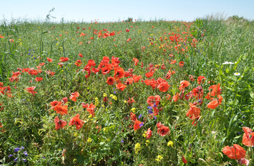 Obraz premium Wild flowers grow in the field.