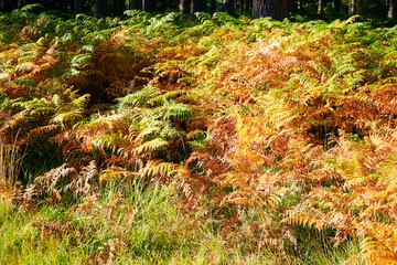 Yellow bracken in woodland during the autumn fall