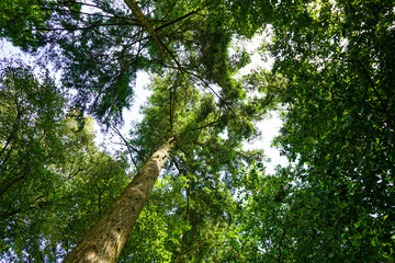 Looking up at tree canopy 