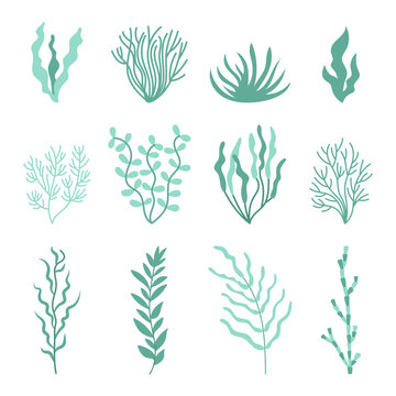 Set cute green seaweed. Marine plant elements. Cartoon vector illustration.