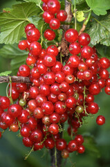 On the bush berries are ripe red currant