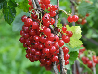 On the bush berries are ripe red currant