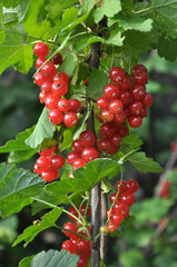 On the bush berries are ripe red currant