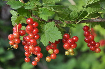 On the bush berries are ripe red currant