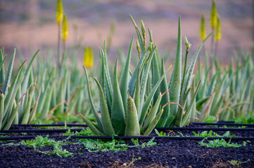 Aloe vera plantation, cultivation of aloe vera, healthy plant used for medicine, cosmetics, skin care, decoration