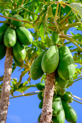 Tropical green papaya fruits hanging on tree
