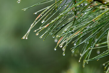Naklejka na ściany i meble Rain on the pine
