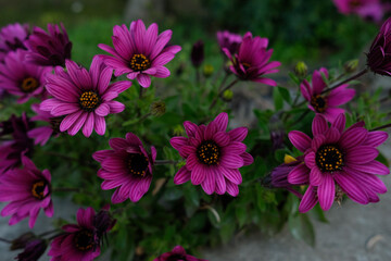 Fototapeta premium beautiful and aromatic african daisies flowers.