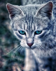 Cat with intense and beautiful eyes