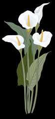 Bouquet calla love valentine's day holiday garden flowerpot flowerbed  herbarium