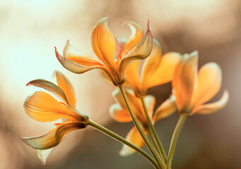 Fototapeta Żółte tulipany botaniczne Tarda obraz