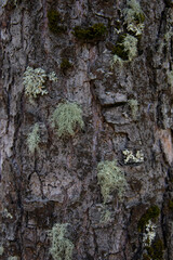 tree bark texture with moss