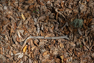 texture of dry leaves and a branch on the ground