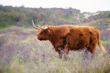 Scottish highland cattle, cow in the countryside, bull with horns on a pasture, ginger shaggy coat