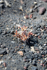 cactus on volcanic rock soil in Chile