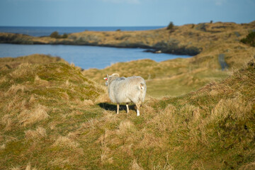 Obraz premium Ein Schaf auf der Weide bei Haraldshaugen nördlich von Haugesund